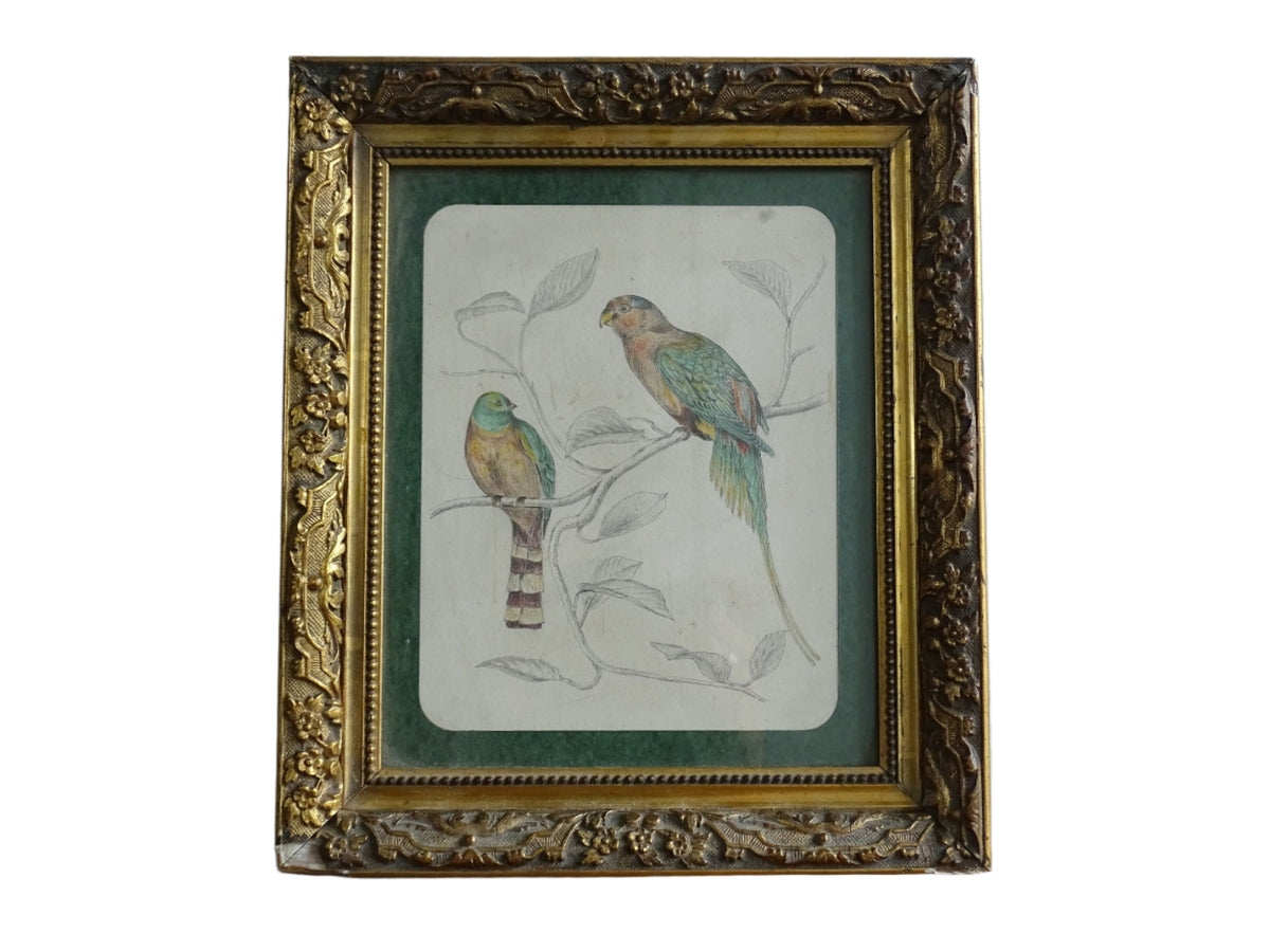 French Antique Drawing of birds, framed. Coloured Pencil original bird study from the nineteenth century
