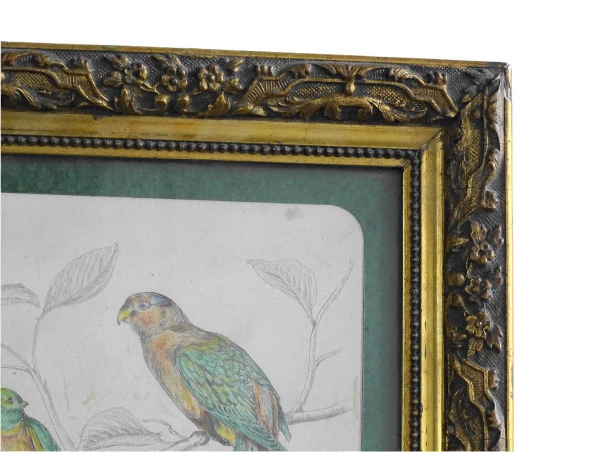 French Antique Drawing of birds, framed. Coloured Pencil original bird study from the nineteenth century