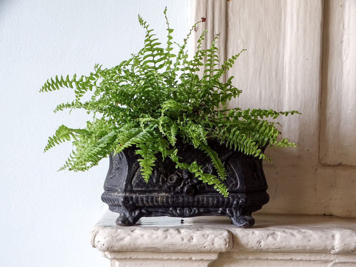 A French antique cast iron planter with floral detailing and four feet, pictured with a fern on a country house fireplace next to a pale blue wall