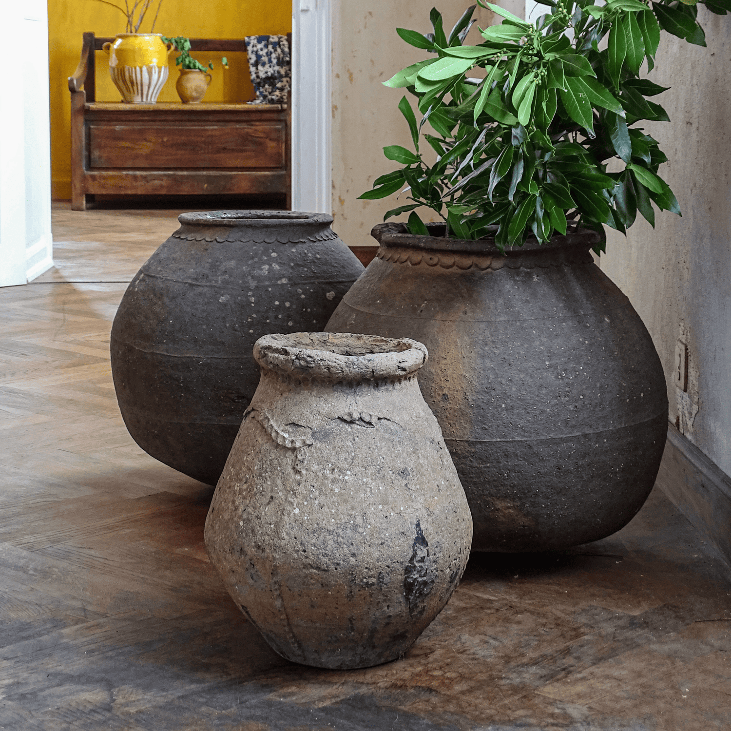Large French antique terracotta pots or ponnes filled with foliage. These salting pots are sitting on parquet floor with a painted yellow room in the background