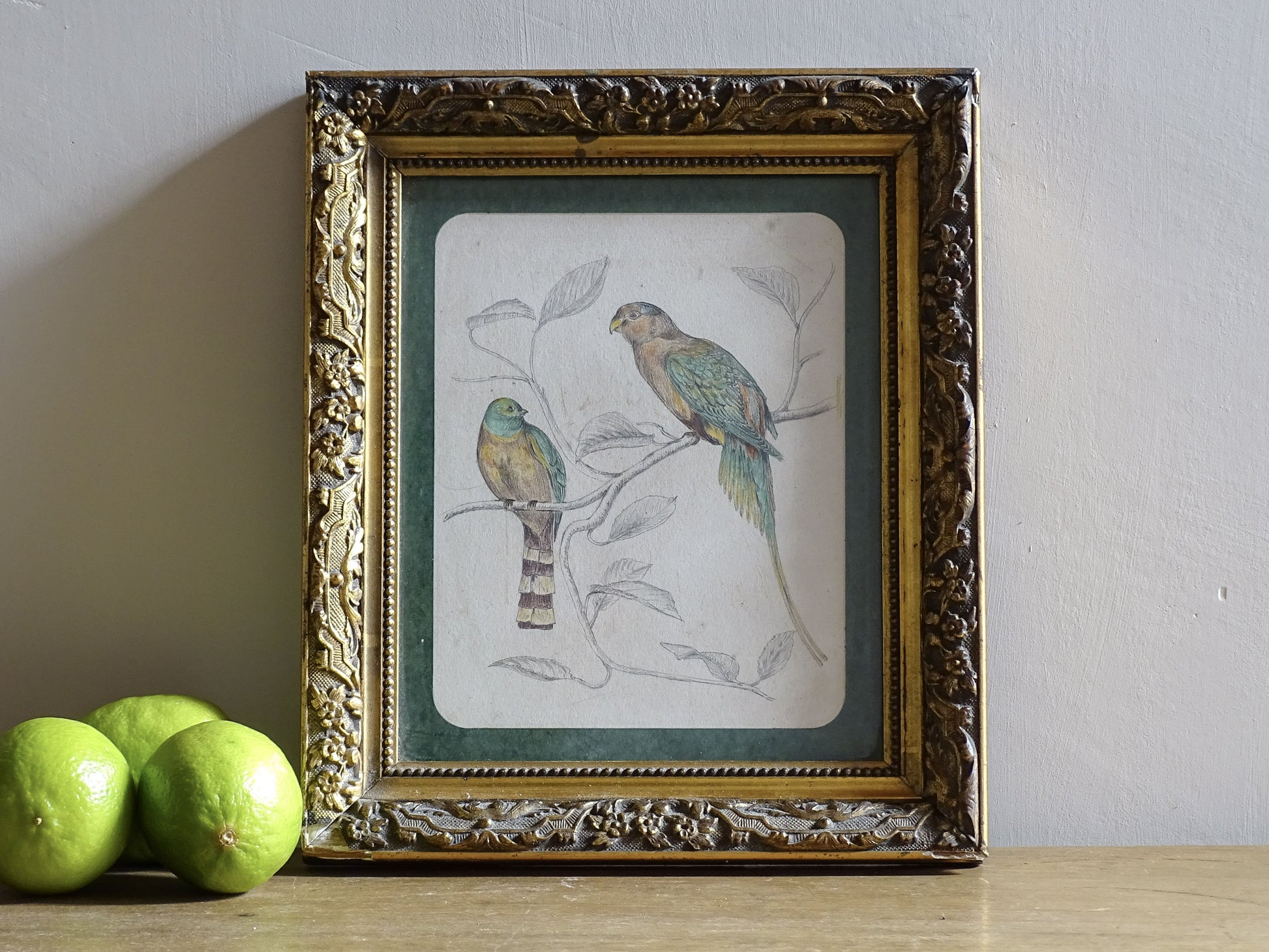 French Antique Drawing of birds, framed. Coloured Pencil original bird study from the nineteenth century