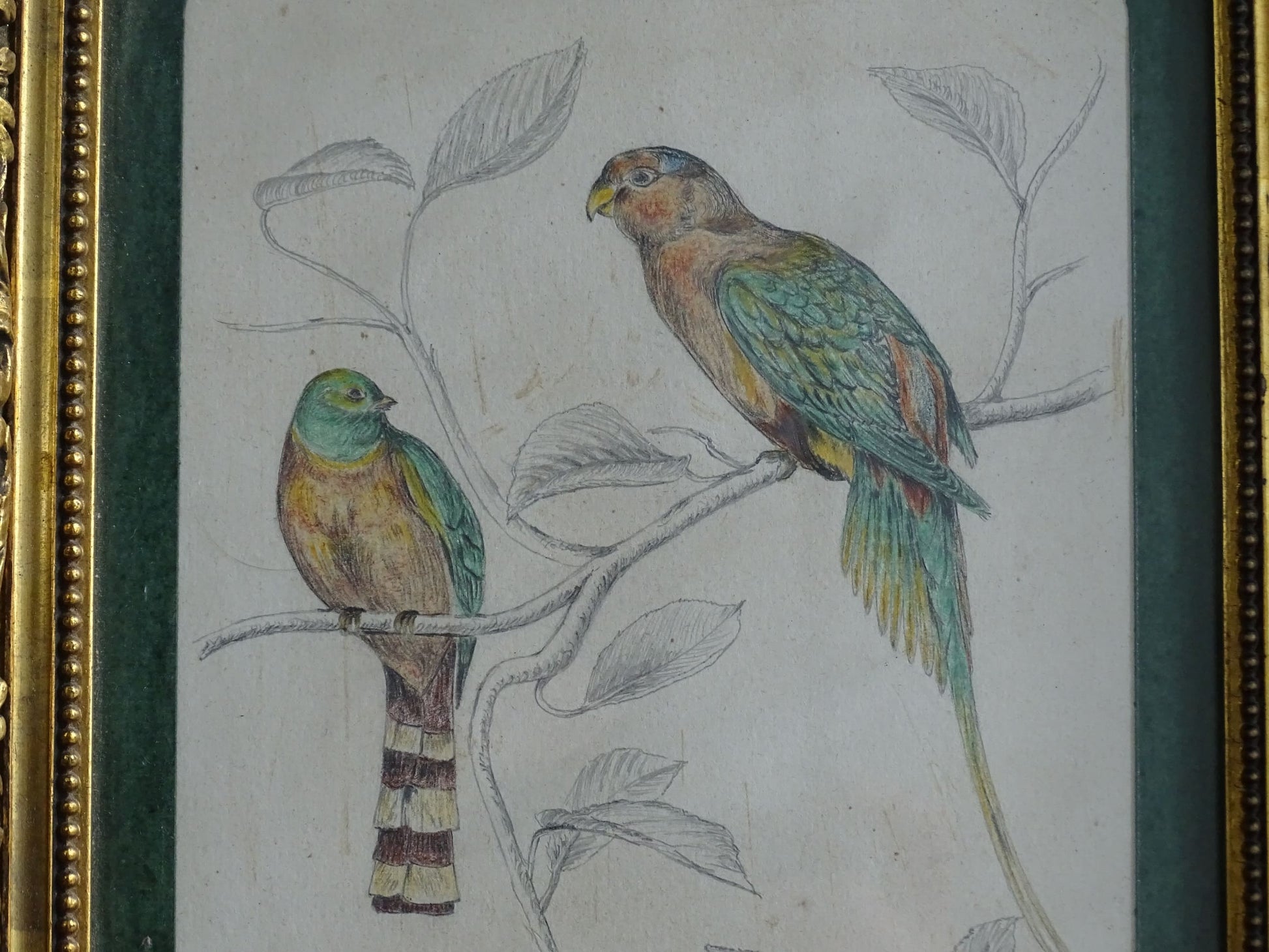 French Antique Drawing of birds, framed. Coloured Pencil original bird study from the nineteenth century