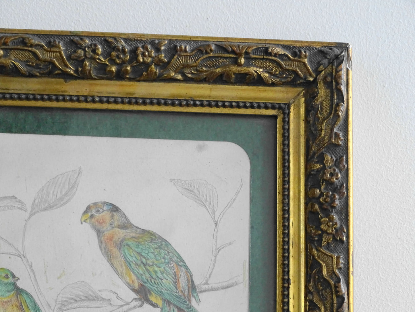 French Antique Drawing of birds, framed. Coloured Pencil original bird study from the nineteenth century