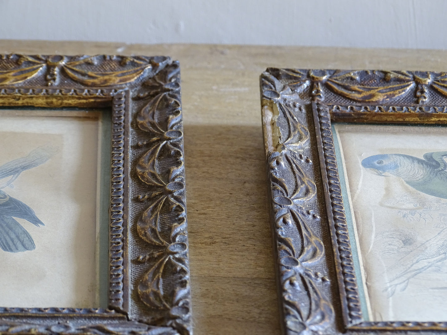 Antique Vinago Aromatica bird print with aged patina and foxing