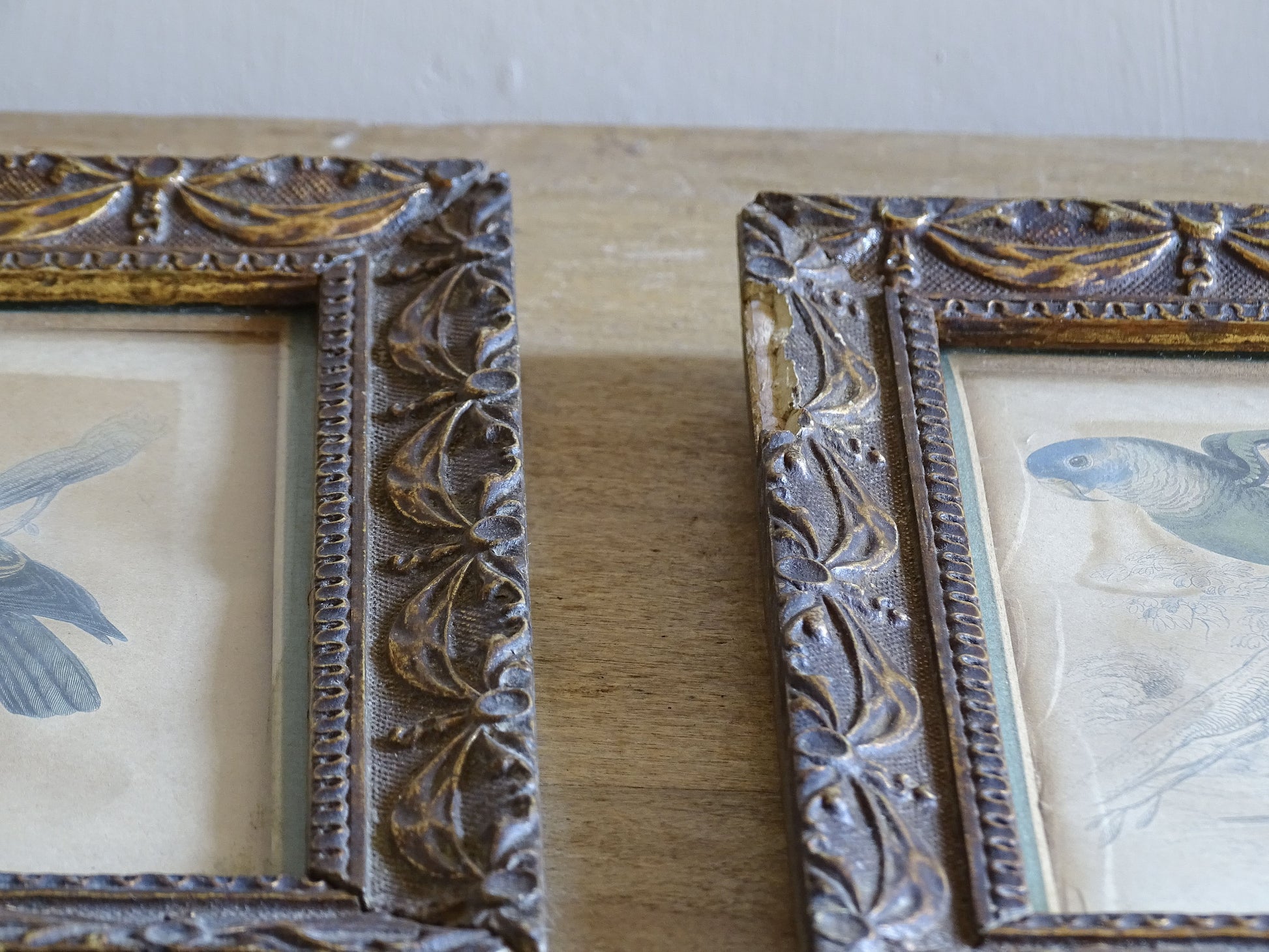 Antique Vinago Aromatica bird print with aged patina and foxing