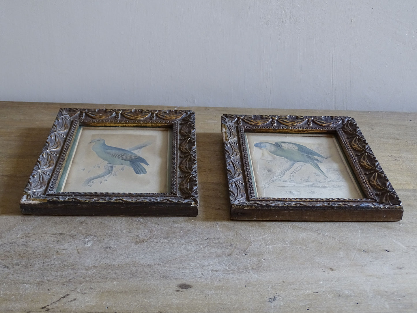 Pair of antique natural history bird studies for wall decor