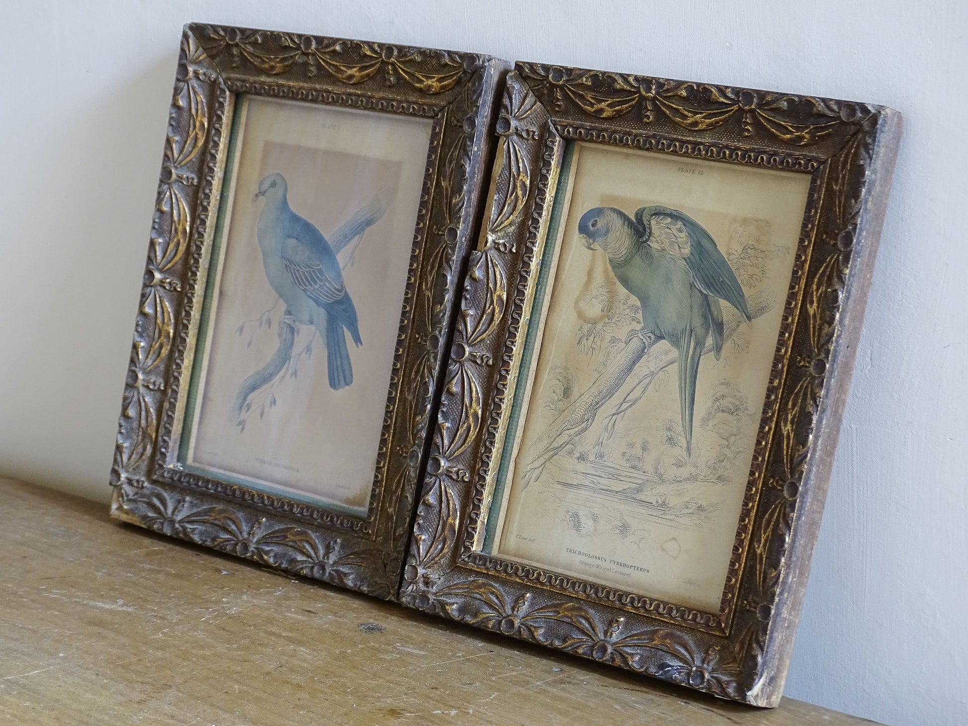 Antique framed bird prints with exotic parrot and pigeon illustrations