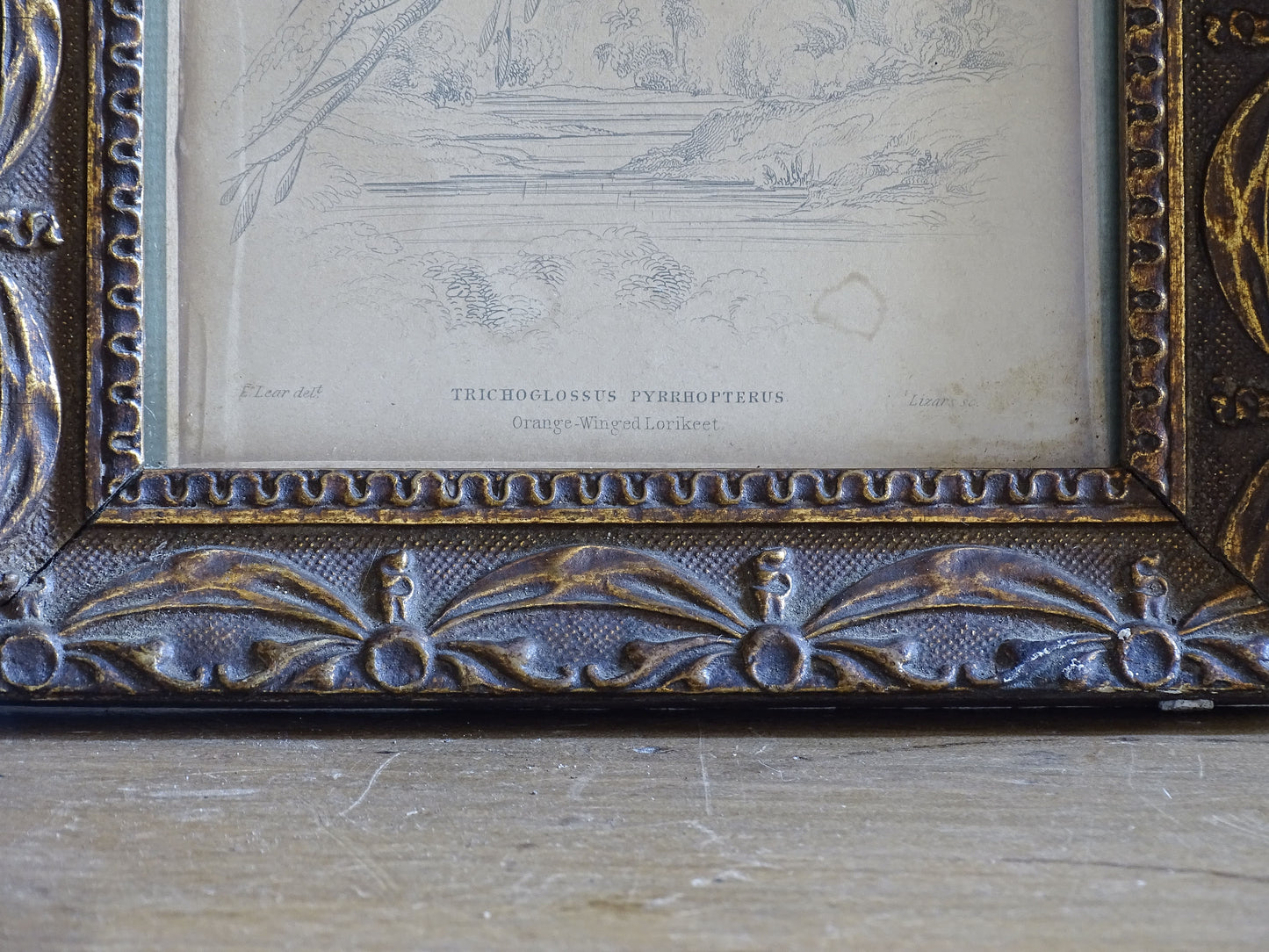 Pair of Antique Ornithological Prints in Decorative Gilt Frames 8.1" x 6.5"