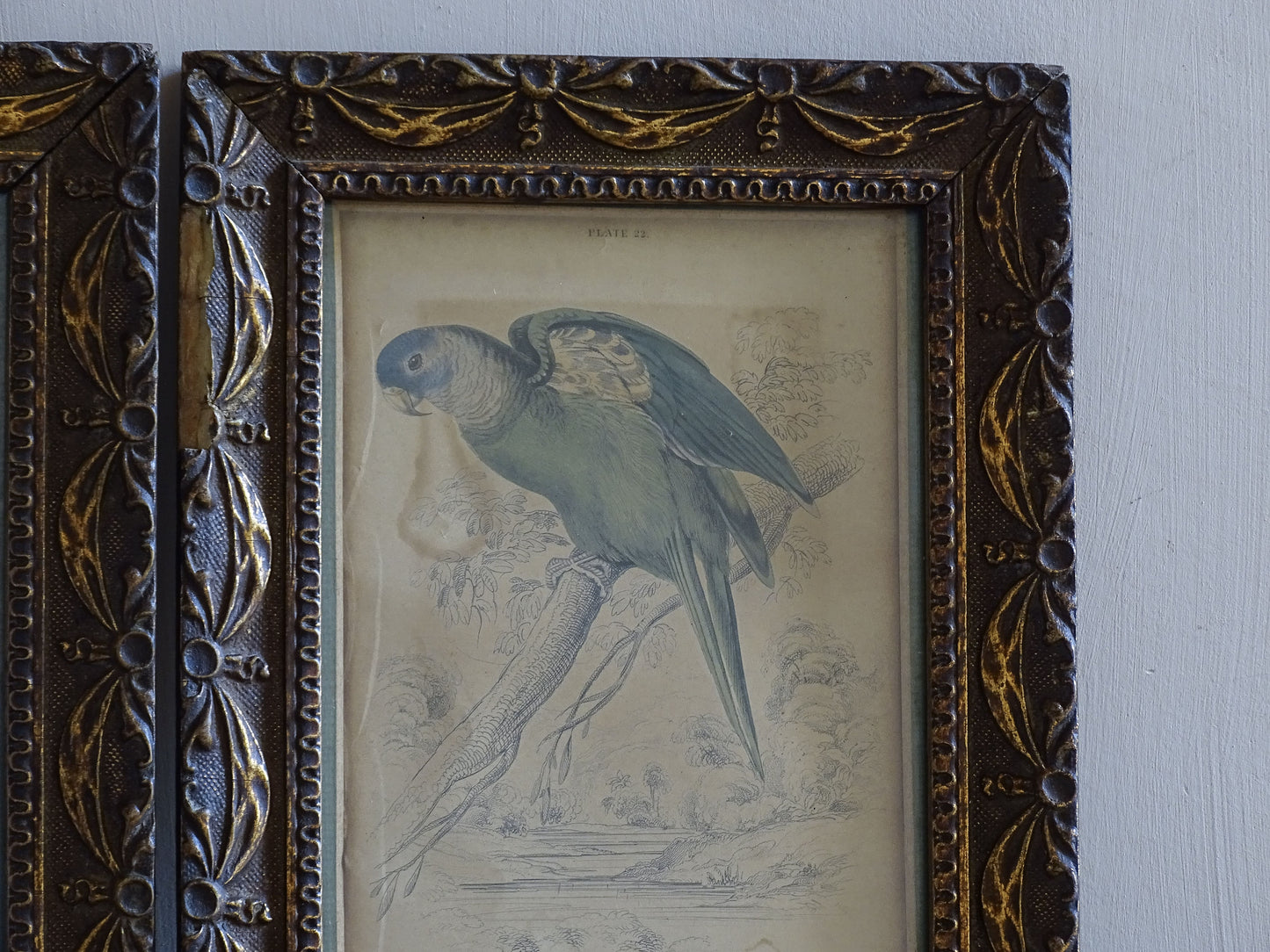 Antique exotic bird illustrations in late 19th century frames