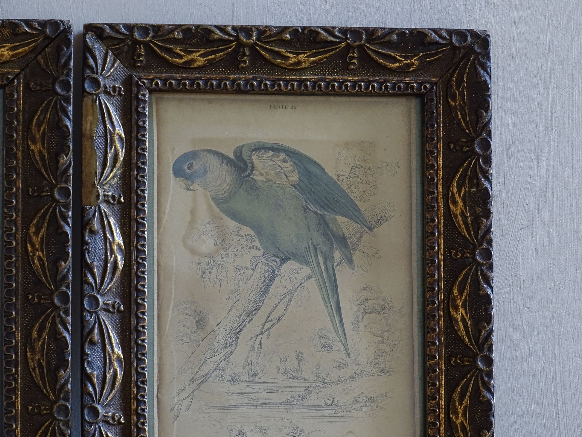 Antique exotic bird illustrations in late 19th century frames