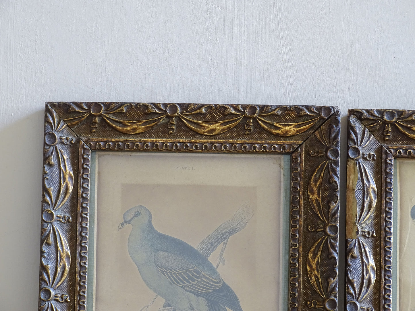 Framed antique ornithological prints with muted blue green tones