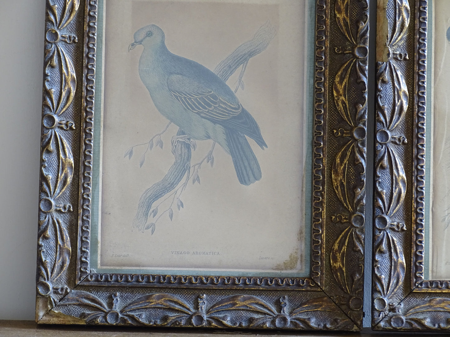 Victorian style antique bird engravings in bronzed gilt composition frames