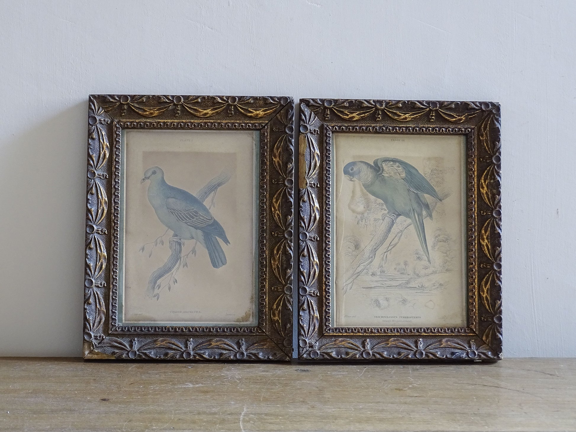 Antique Orange-Winged Lorikeet print in decorative gilt frame
