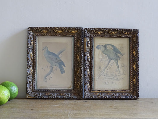 Pair of antique ornithological bird prints in decorative gilt frames