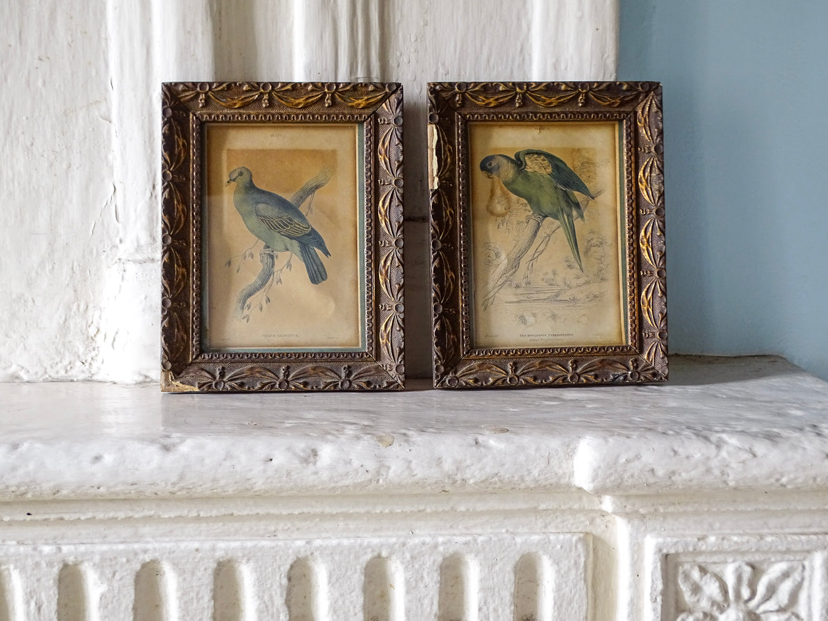 Pair of antique ornithological bird prints in decorative gilt frames