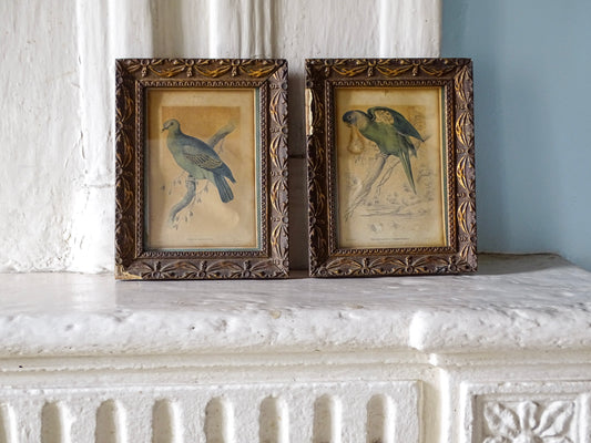 Pair of antique ornithological bird prints in decorative gilt frames