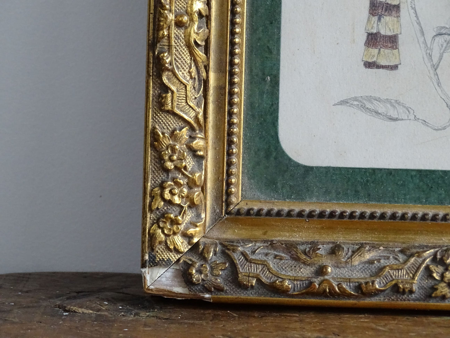 Antique 19th Century Original Framed Bird Study in Coloured Pencil