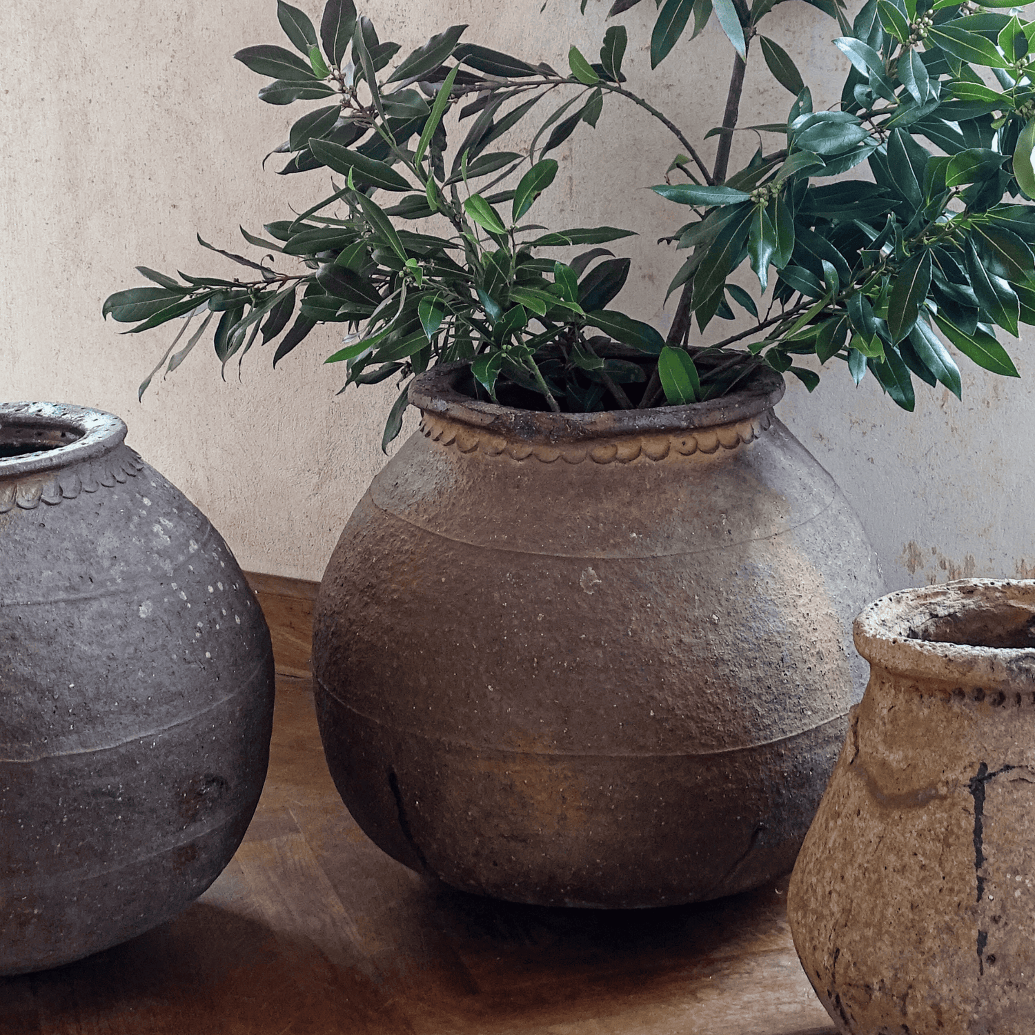 Large French antique terracotta pots or ponnes, filled with greenery